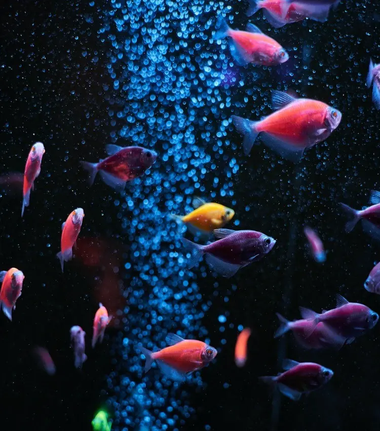 What Fish Can You Catch In Reef Fishing? UK