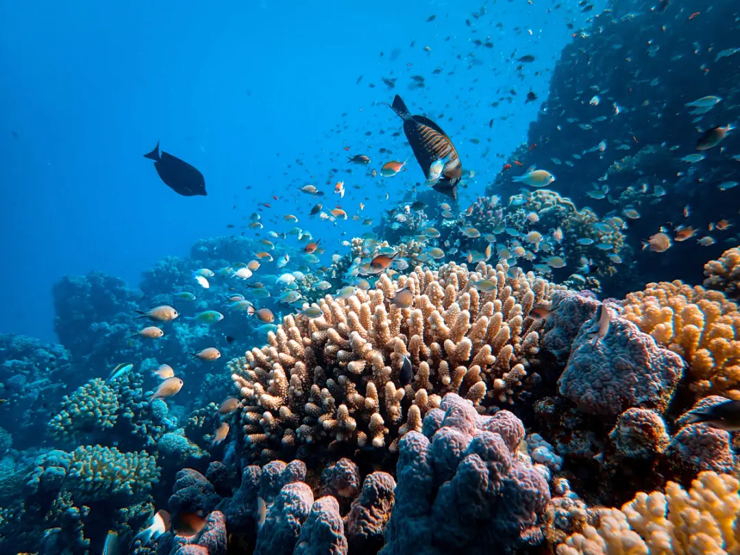 What Fish Can You Catch In Reef Fishing What Fish Can You Catch In Reef Fishing Image