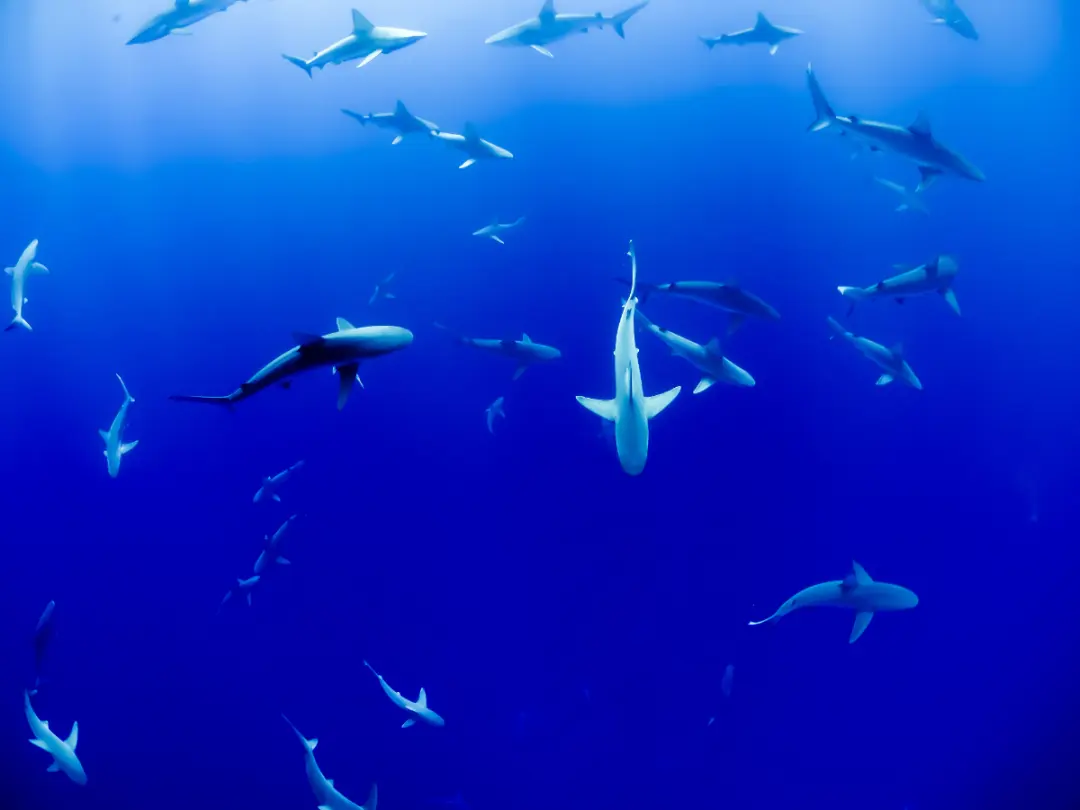 What Sharks Can You Catch In The UK Image