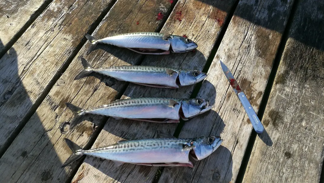 WHAT DEPTH TO CATCH MACKEREL Looe, Cornwall