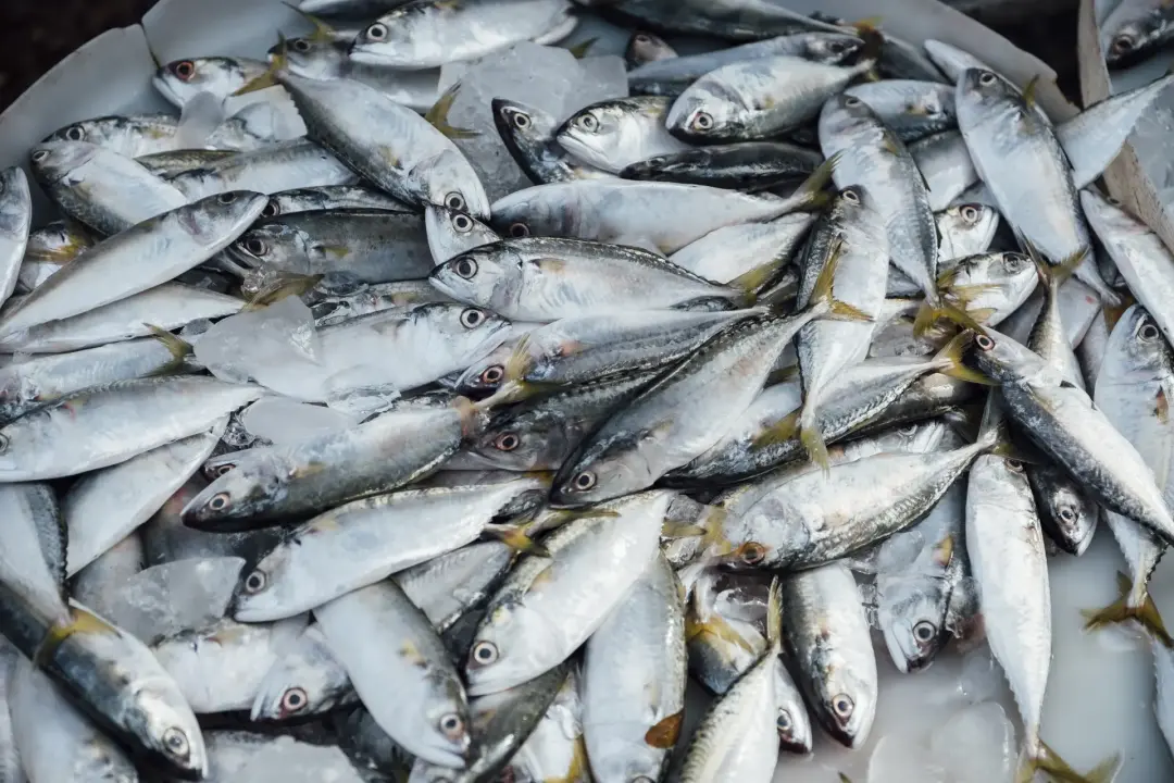 Essential Gear for Mackerel Fishing Image