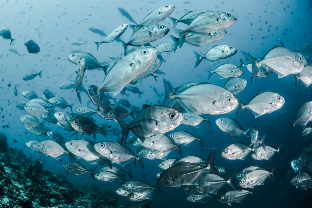 Which fish are protected species? UK